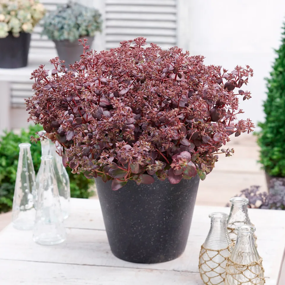 Bakker Sunsparkler Firecracker orpin pot 9cm pourpre