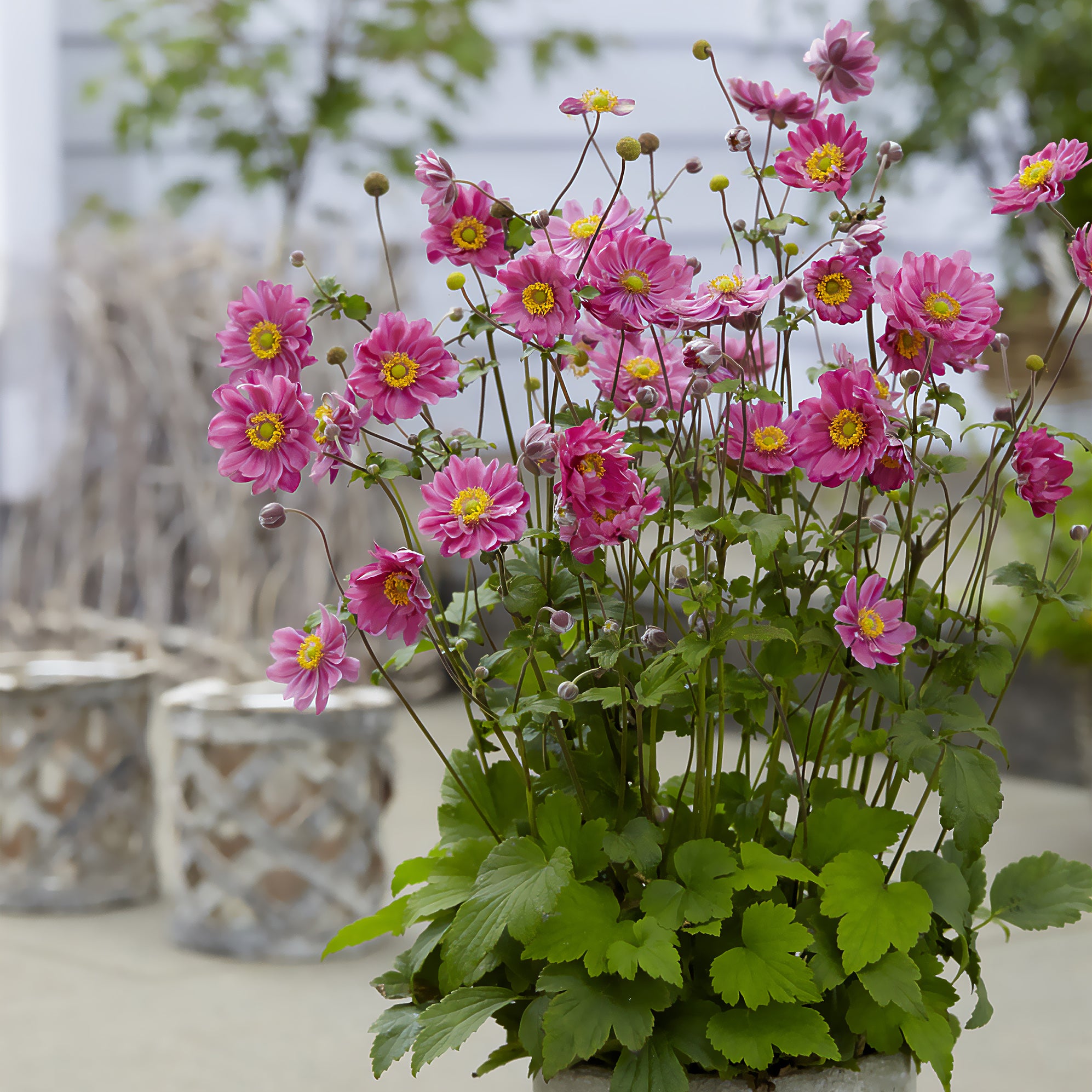 Bakker Anémone Margarete rose pot Ø9cm