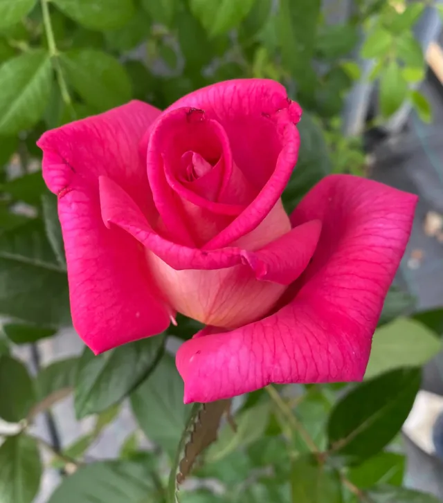 Michel Adam Parfum Royal rosier grimpant rose parfumé