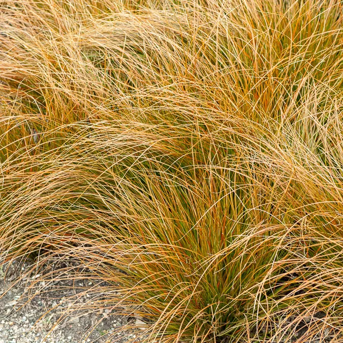 Bakker Carex testacea laîche orange pot 9cm soleil