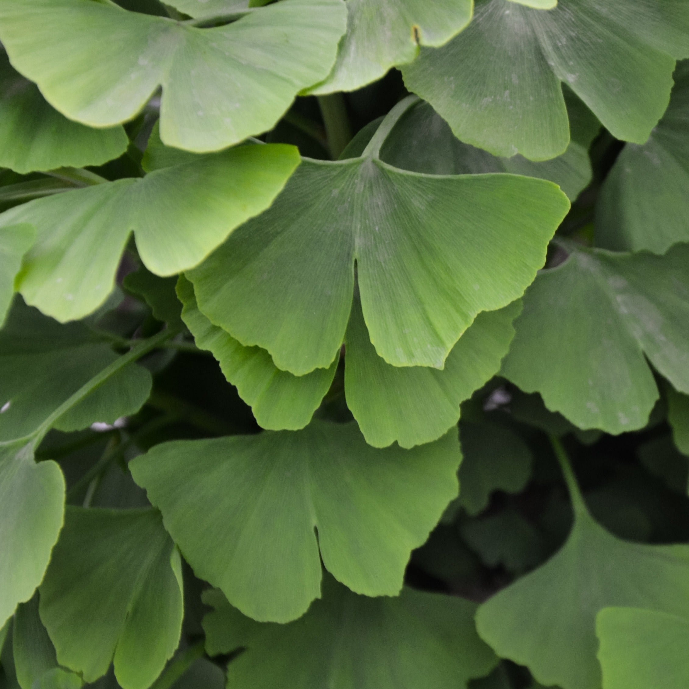 Bakker Ginkgo biloba arbre pot 3L 80-100cm jaune