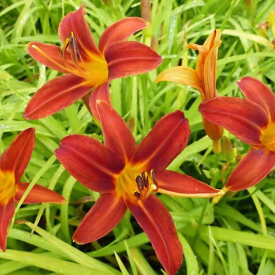 Bakker Sammy Russell Hémérocalle vivace pot Ø9 cm rouge