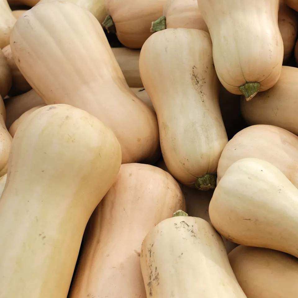 Bakker Potager Plant Butternut Sibelle F1 3 plants Ø 10,5 cm
