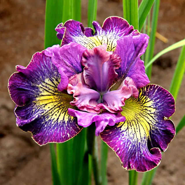 Bakker Iris Sibérie How Audacious paquet 3 bleu violet