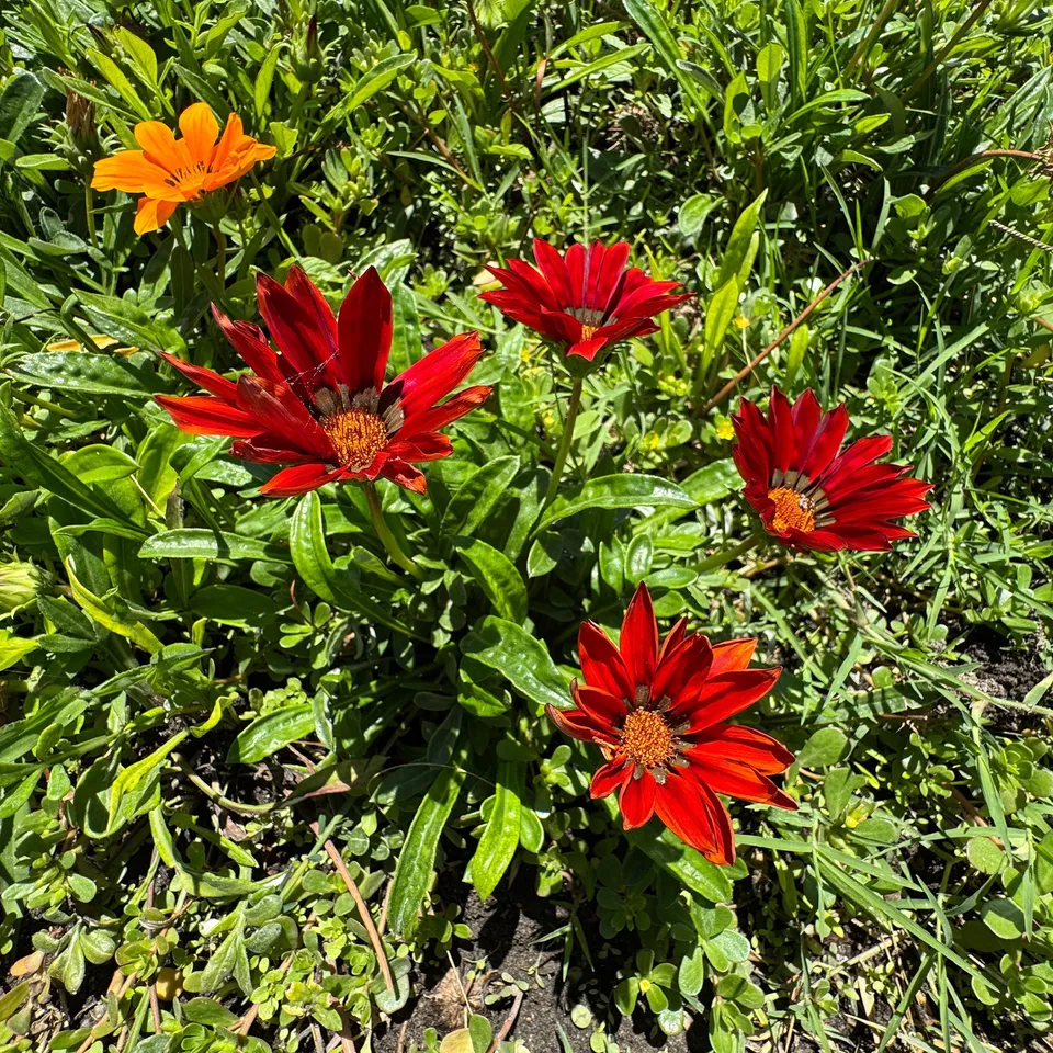 Bakker Gazania rouge fleur pot Ø 10,5 cm floraison mai-octobre
