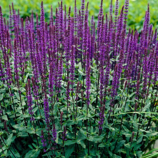 Bakker Caradonna sauge pot 9cm tiges noires violette