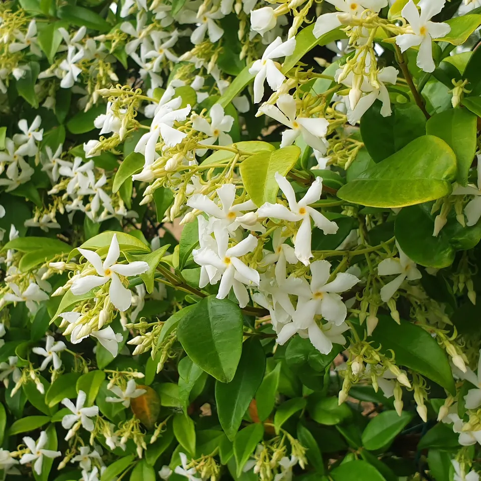 Bakker Jasmin étoilé grimpante pot 2L fleurs blanches