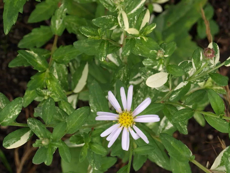 Passion Vivaces ASTER ovatus Hakikomi Fu aster pot 1L panaché