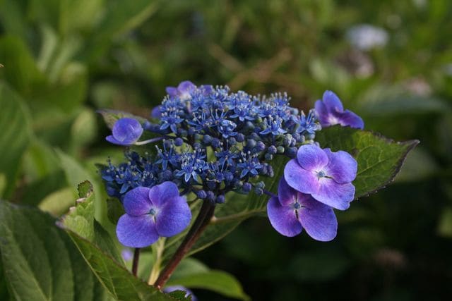 Les Hortensias du Haut Bois Côté Ouest hortensia fleurs plates