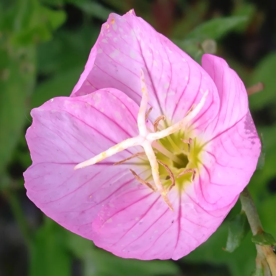 Passion Vivaces Oenothera speciosa Rosea plante couvre-sol rose