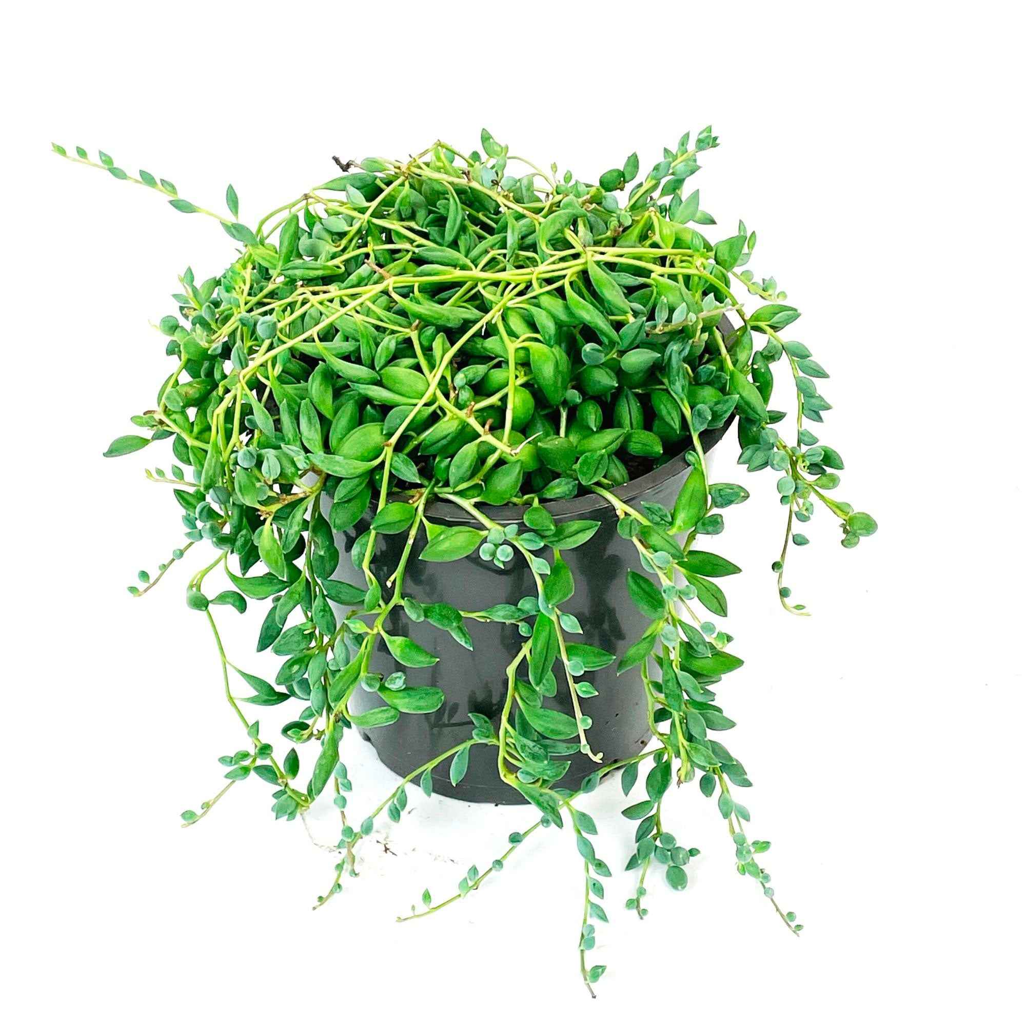 Bakker Séneçon de Rowley collier de perles succulente pot Ø14cm 25-35cm