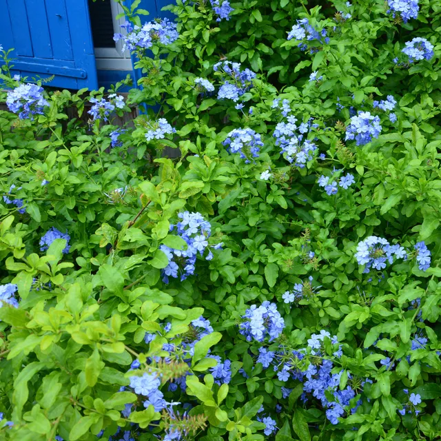 Bakker Plumbago Dark Blue arbuste bleu pot 1,5L