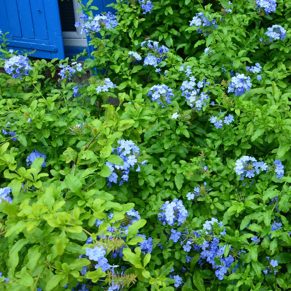 Bakker Plumbago Dark Blue arbuste bleu pot 1,5L