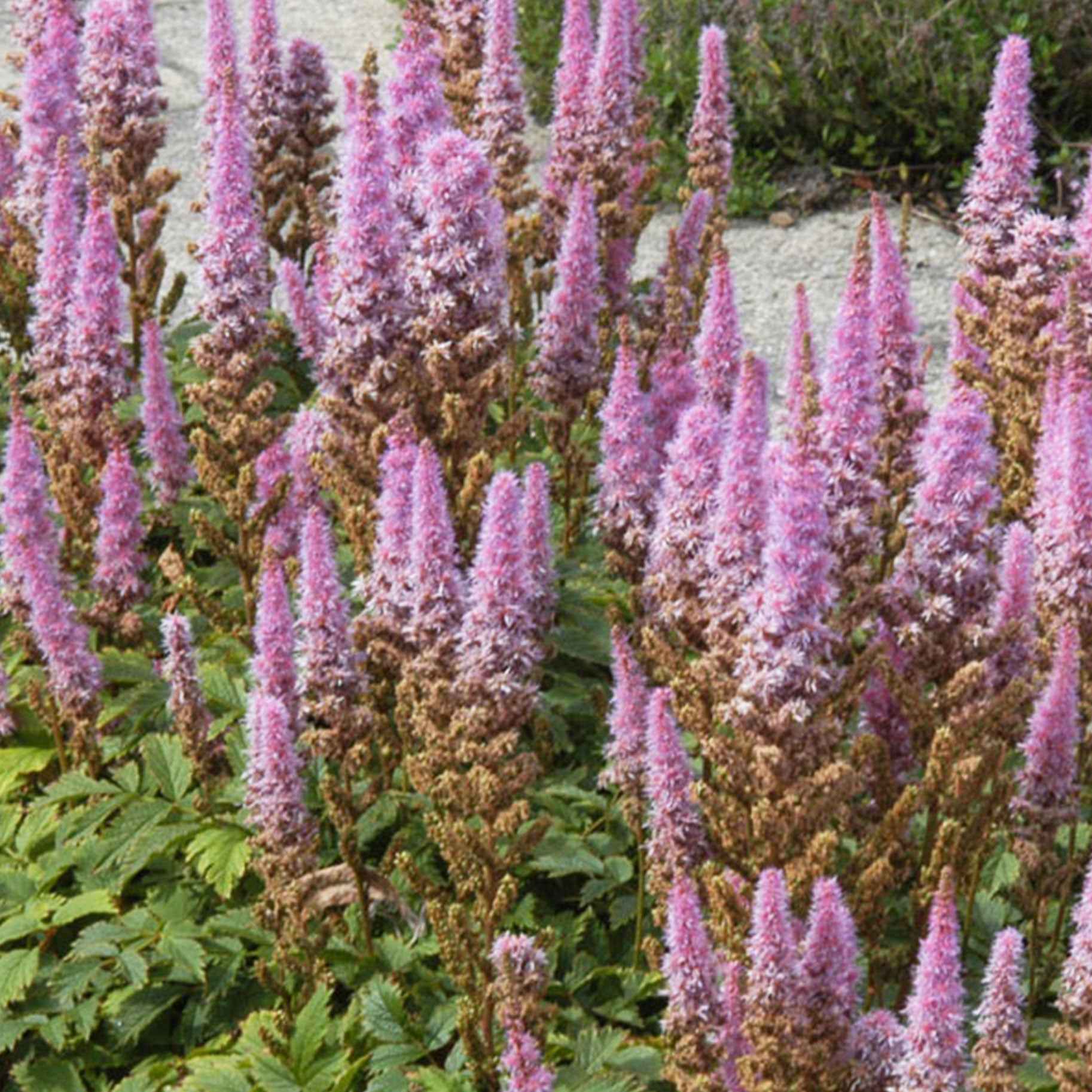 Bakker Astilbe Pumila vivace violette pot 9cm mi-ombre