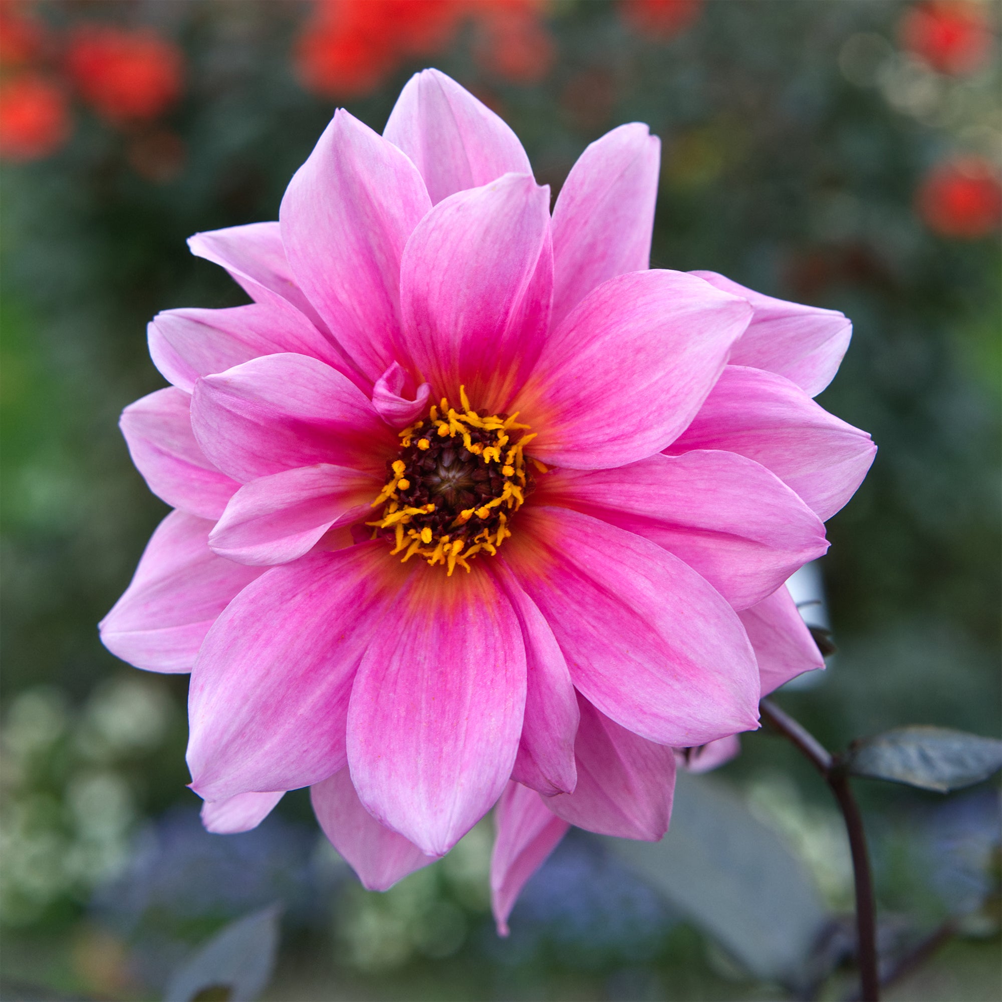 Bakker Fascination dahlia nain sachet 1 bulbe fleurs roses