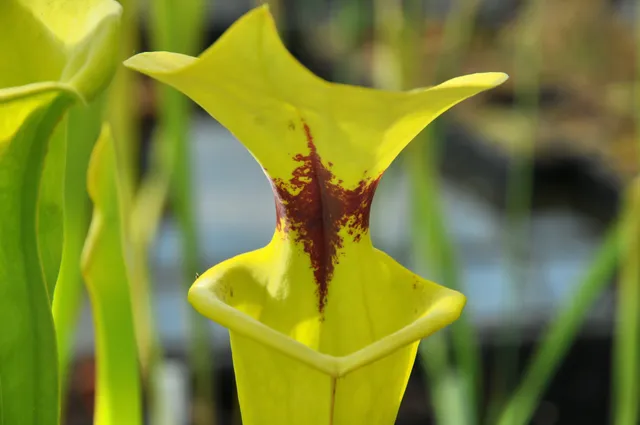 Carniflore Sarracenia flava var. rugelii plante carnivore 1 pousse