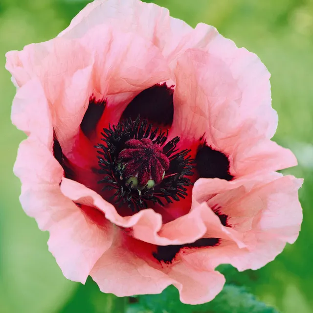 Bakker Pavots d'Orient rose plante vivace 3 racines nues floraison rose