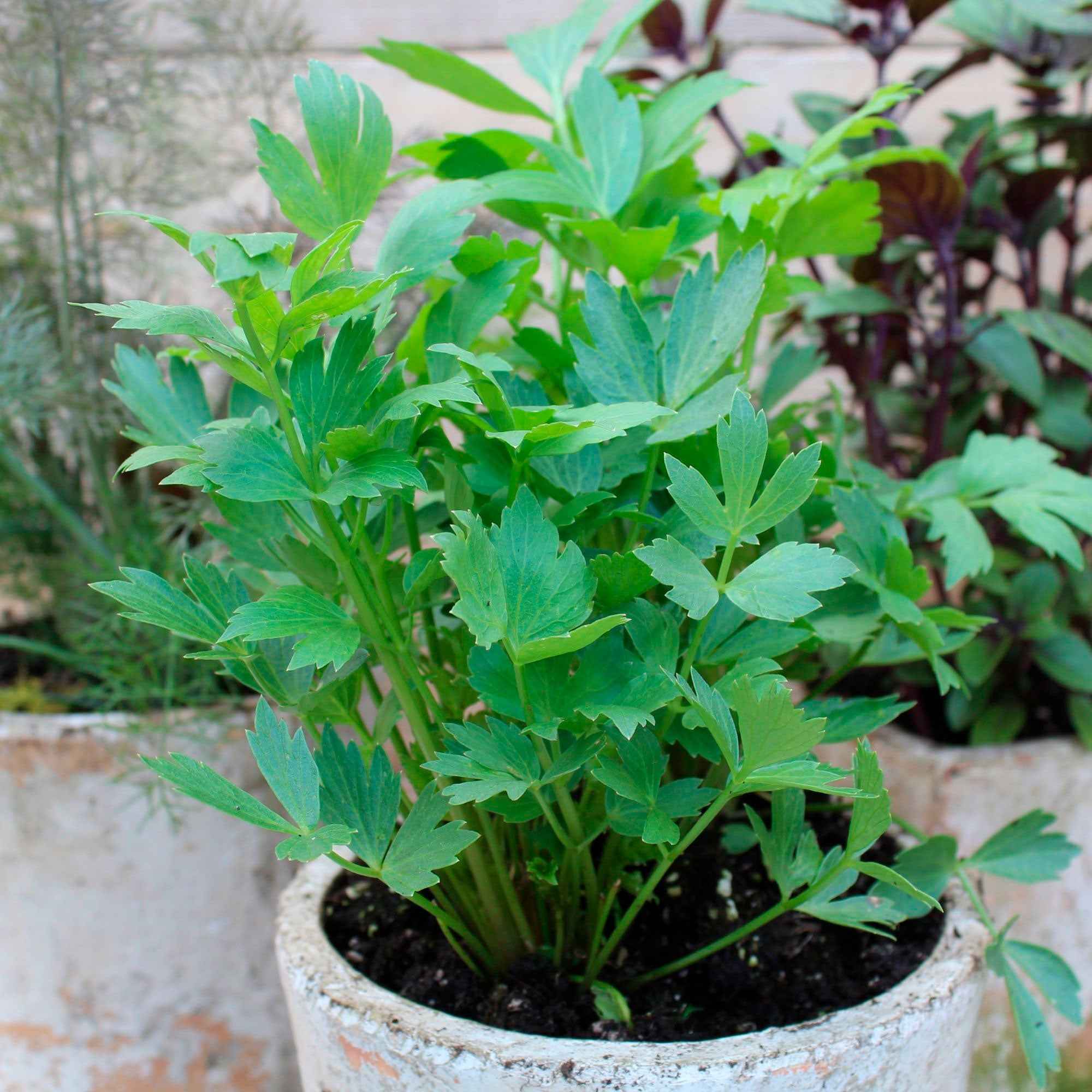 Bakker Livèche céleri perpétuel plante aromatique pot 9cm