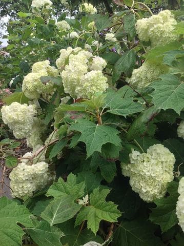Les Hortensias du Haut Bois Harmony Hortensia Quercifolia Godet