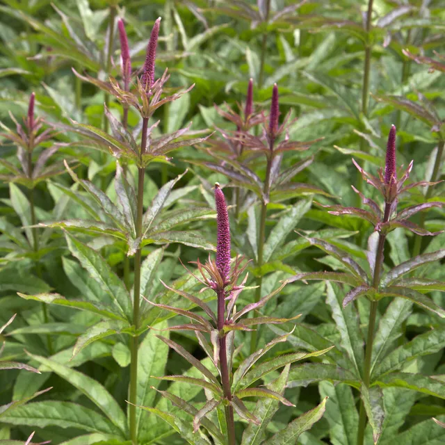 Bakker Véronique de Virginie Red Arrows vivace pot 9cm violet
