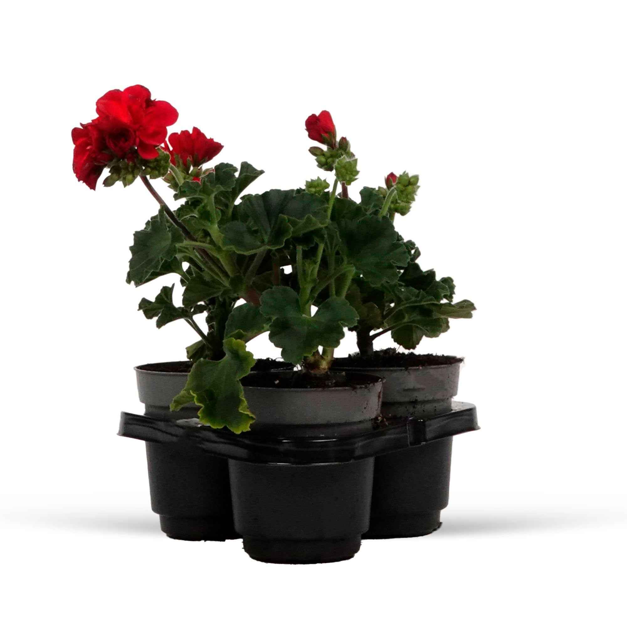 Bakker Toscana géranium massif 3 pots rouge été