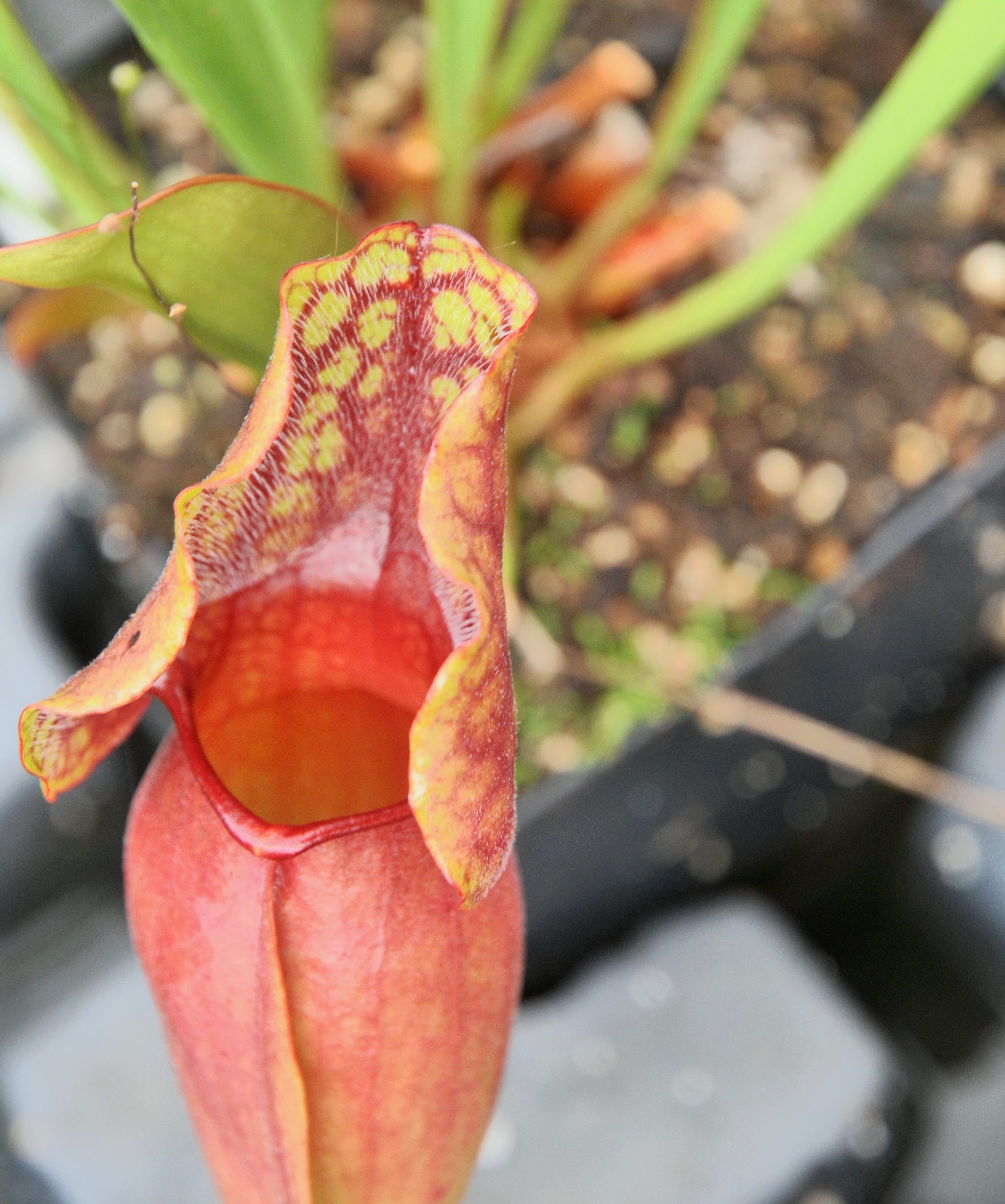 Carniflore Sarracenia x melanorhoda plante carnivore rouge adulte
