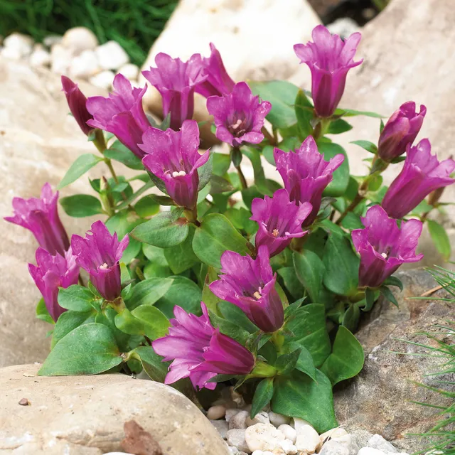 Bakker Gentiane Little Pinkie plante vivace pot Ø 9cm rose