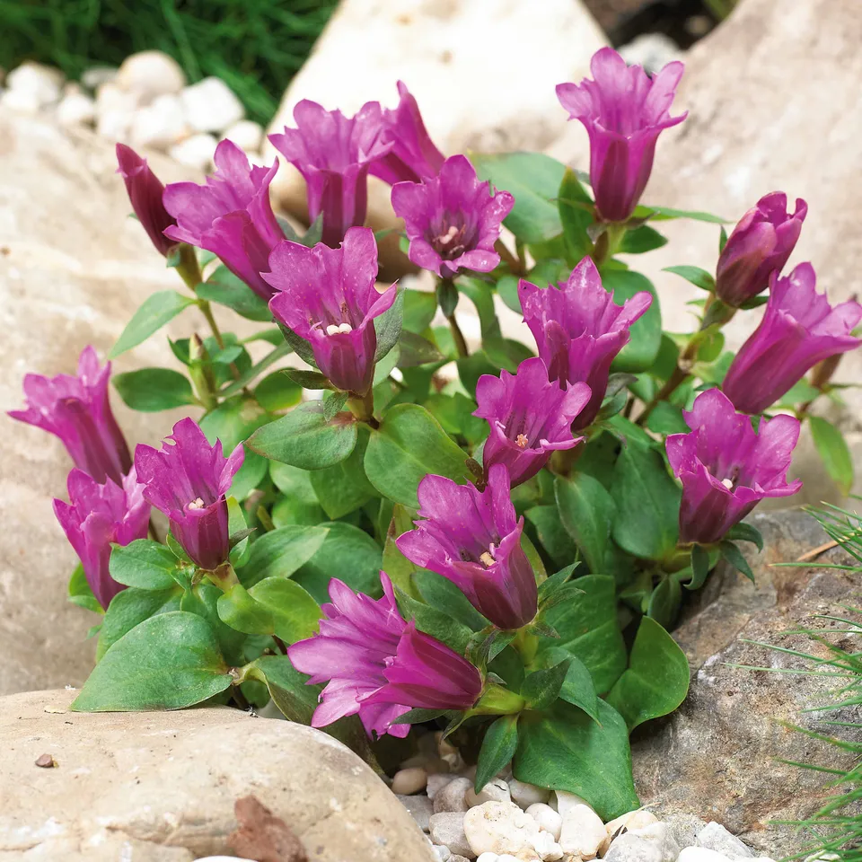 Bakker Gentiane Little Pinkie plante vivace pot Ø 9cm rose