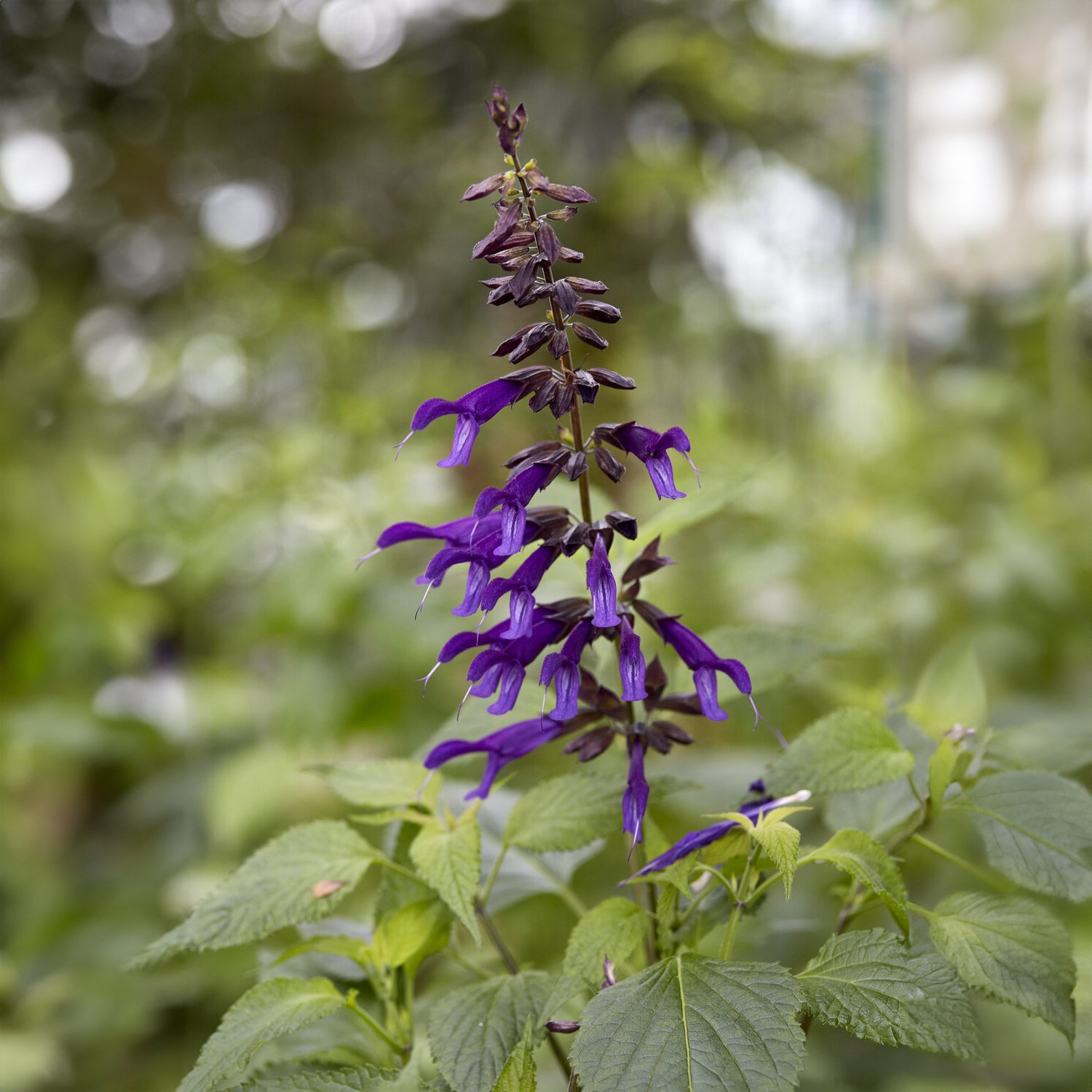 Bakker Sauge Amistad vivace violette pot 9cm