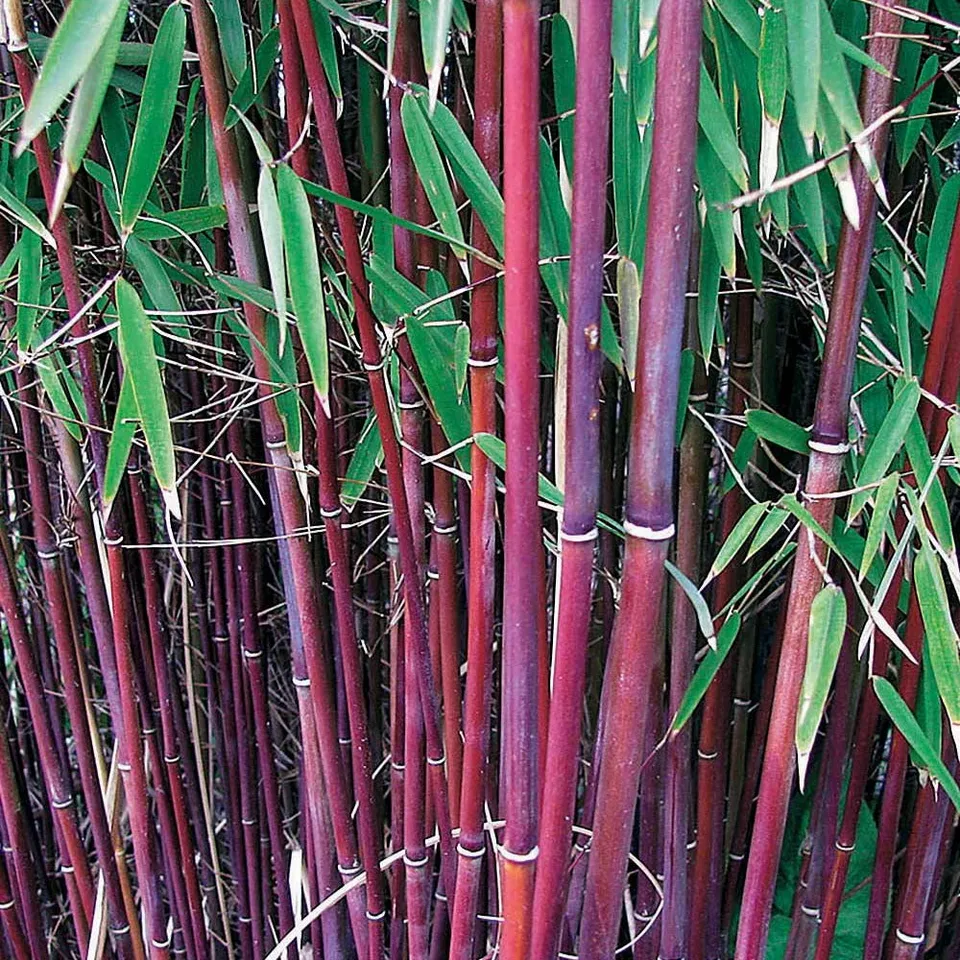 Bakker Bambou cannes rouges non-traçant pot 1,5L 40cm