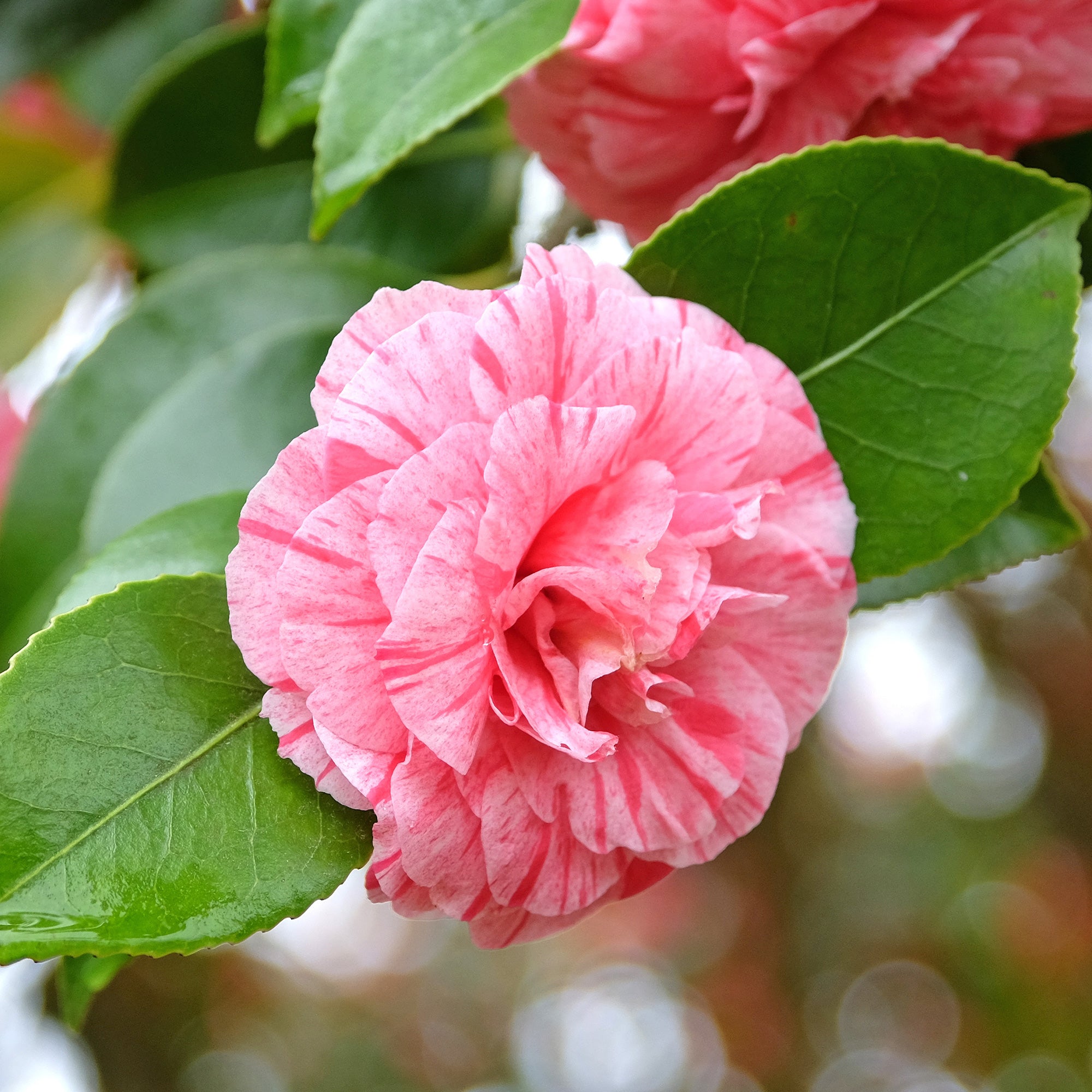 Bakker Camélia bicolore japonica arbuste pot 9cm 20-30cm rose