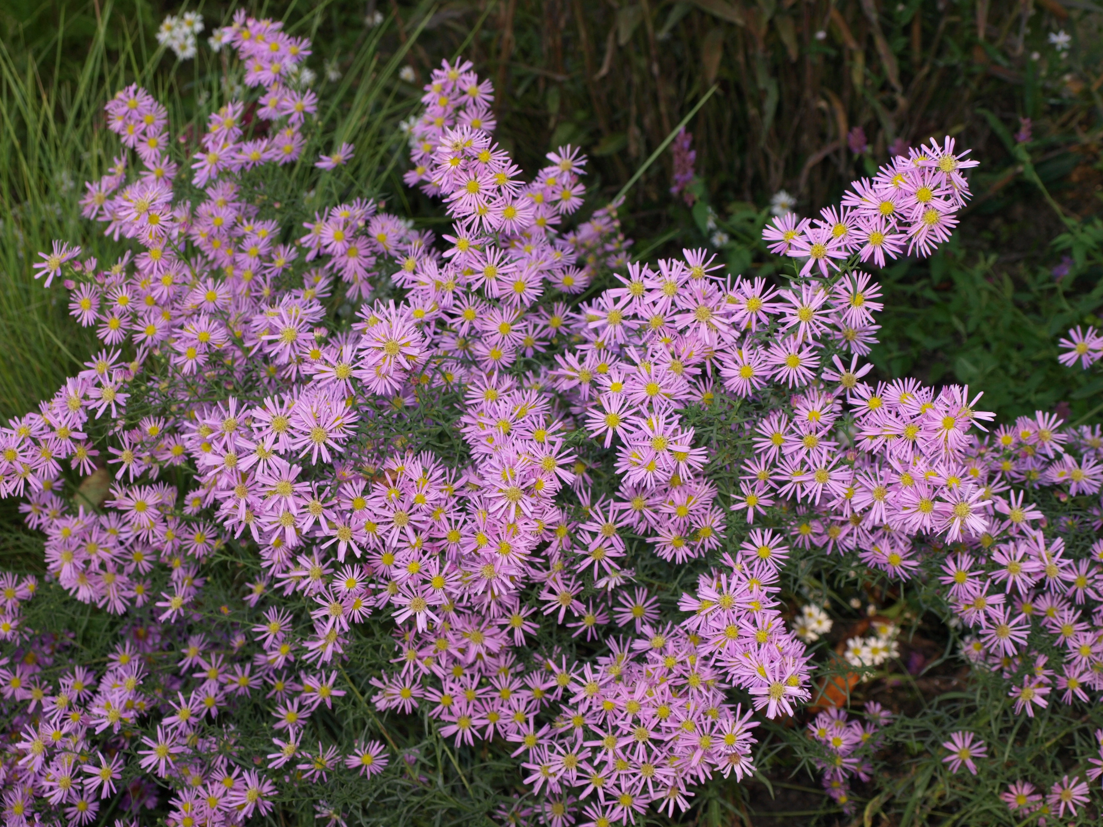 Passion Vivaces Aster Pink Star plante vivace godet rose soutenu