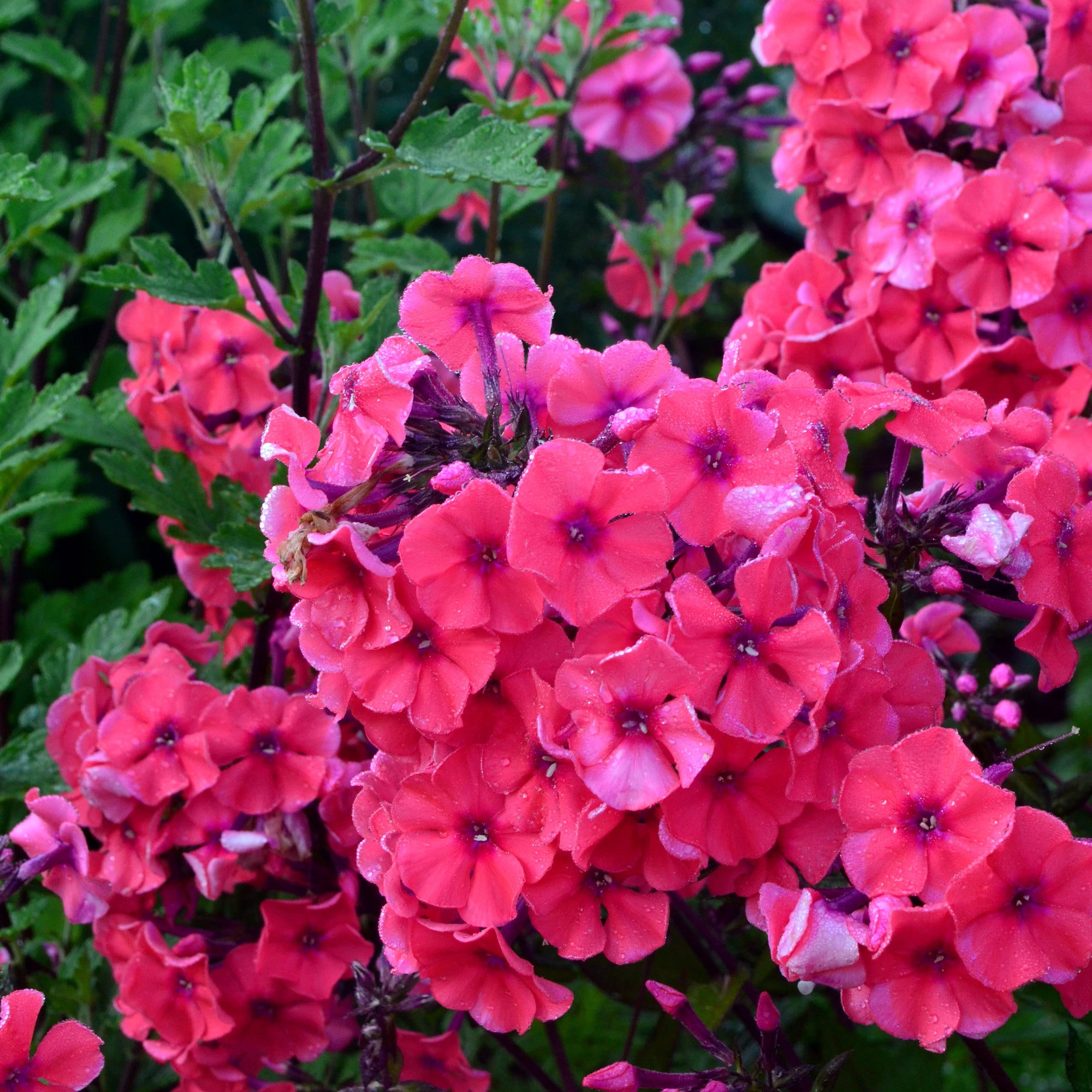 Bakker Starfire phlox paniculé pot Ø9cm rouge carmin