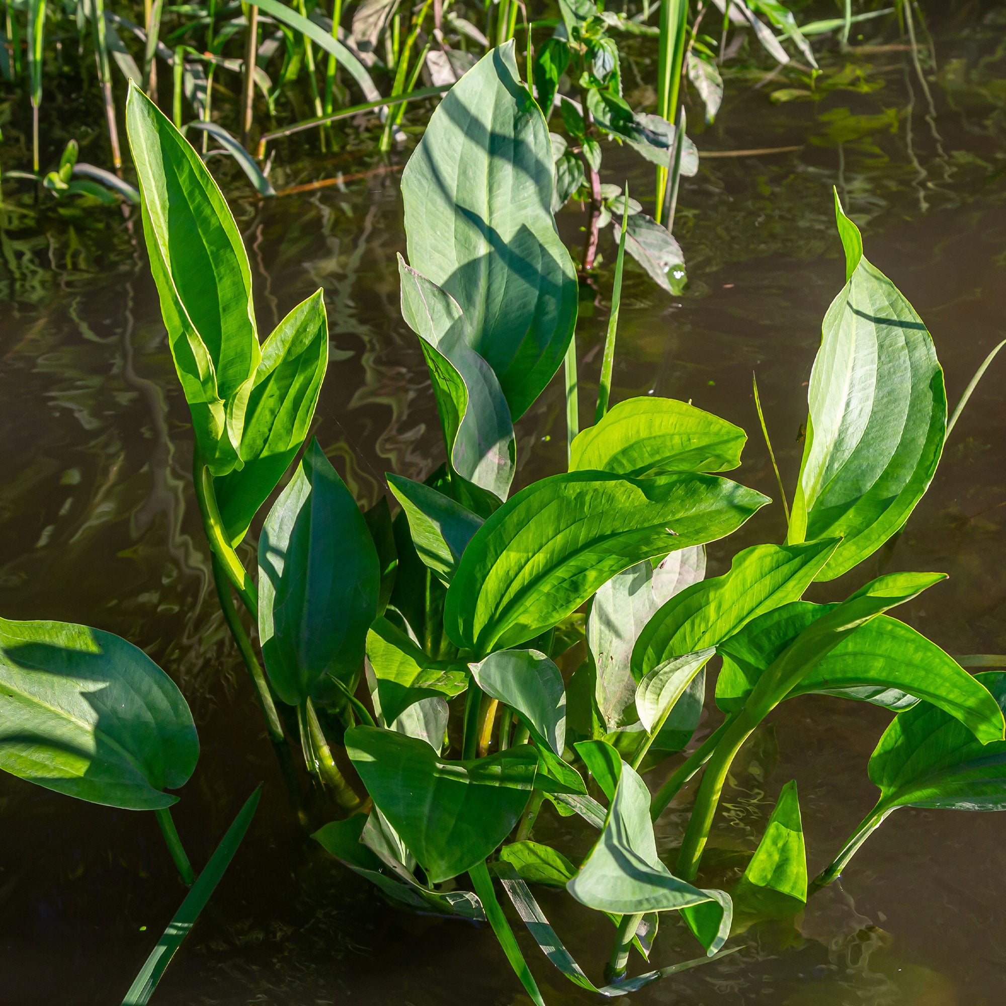 Bakker Plantes vivaces Plantain d'eau plante aquatique pot 9cm blanc