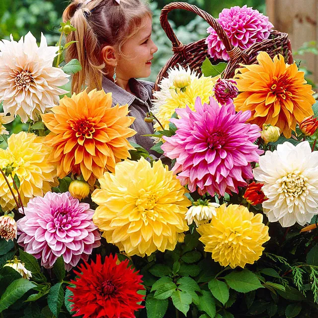 Bakker Dahlia Mammoth bulbes x5 mélange calibre I
