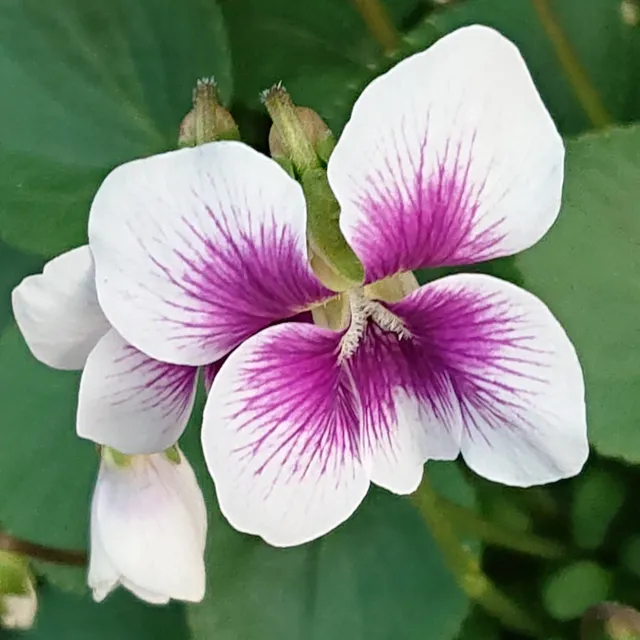 Passion Vivaces Viola Alice Witter plante pot 1 litre blanc