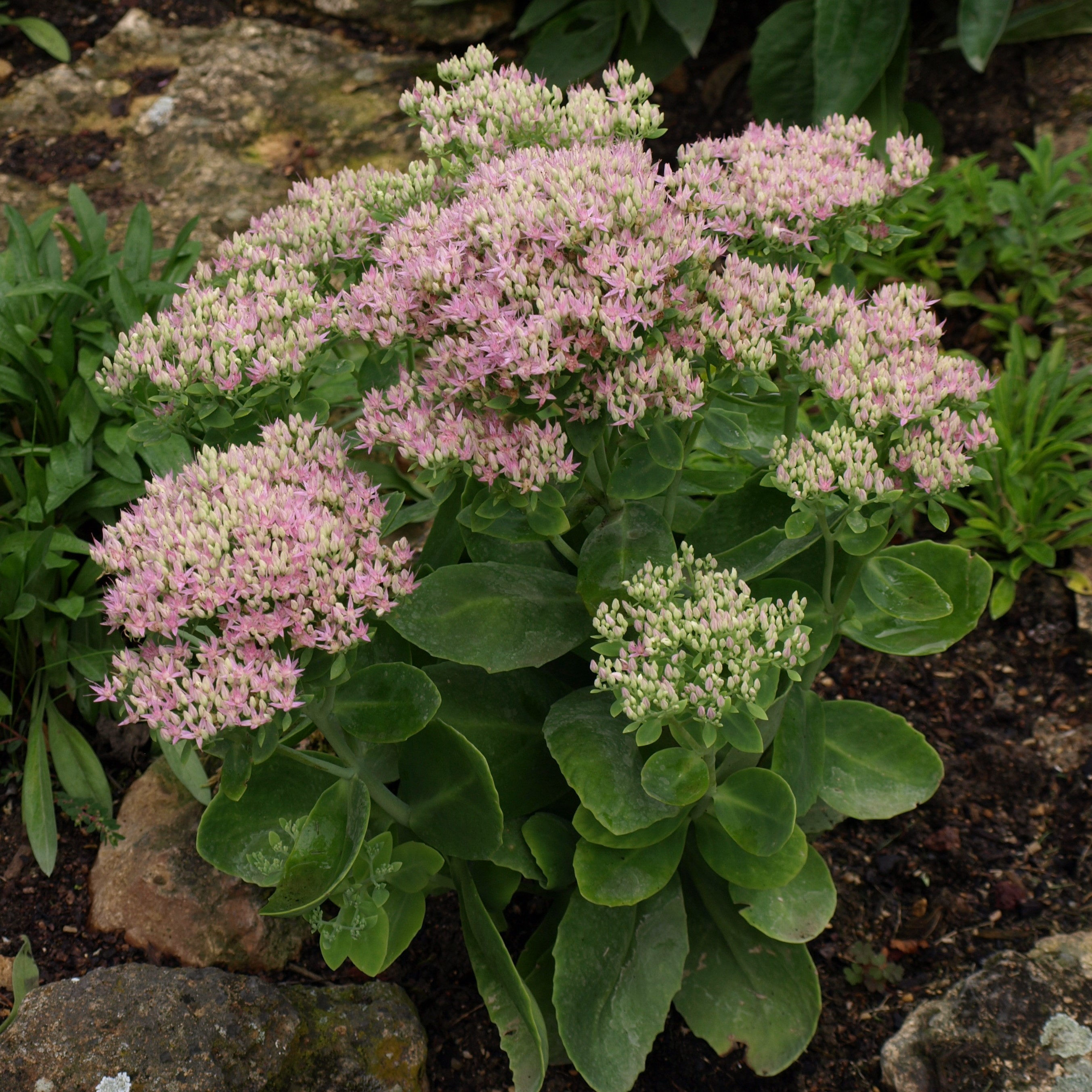 Passion Vivaces Sedum Carmen plante pot 1 litre rose