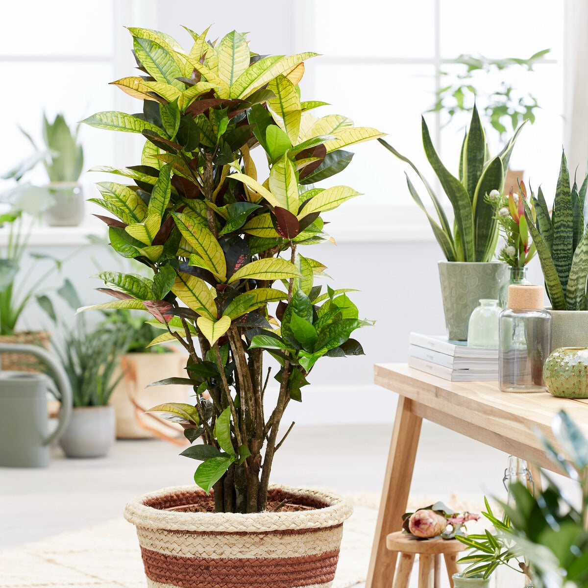 Bakker Mrs Iceton croton pot 12cm 35-45cm multicolore