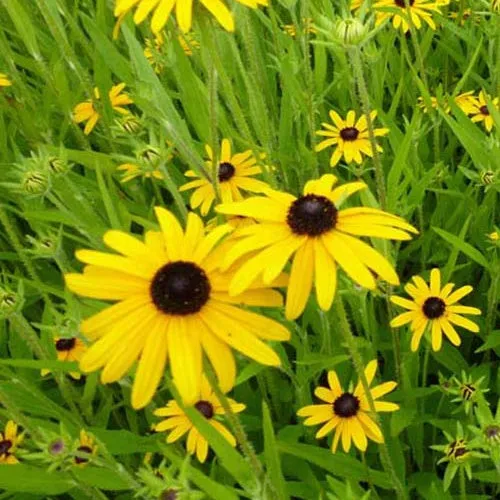 Bakker Rudbeckia speciosa vivace 3 pots Ø 9cm jaune