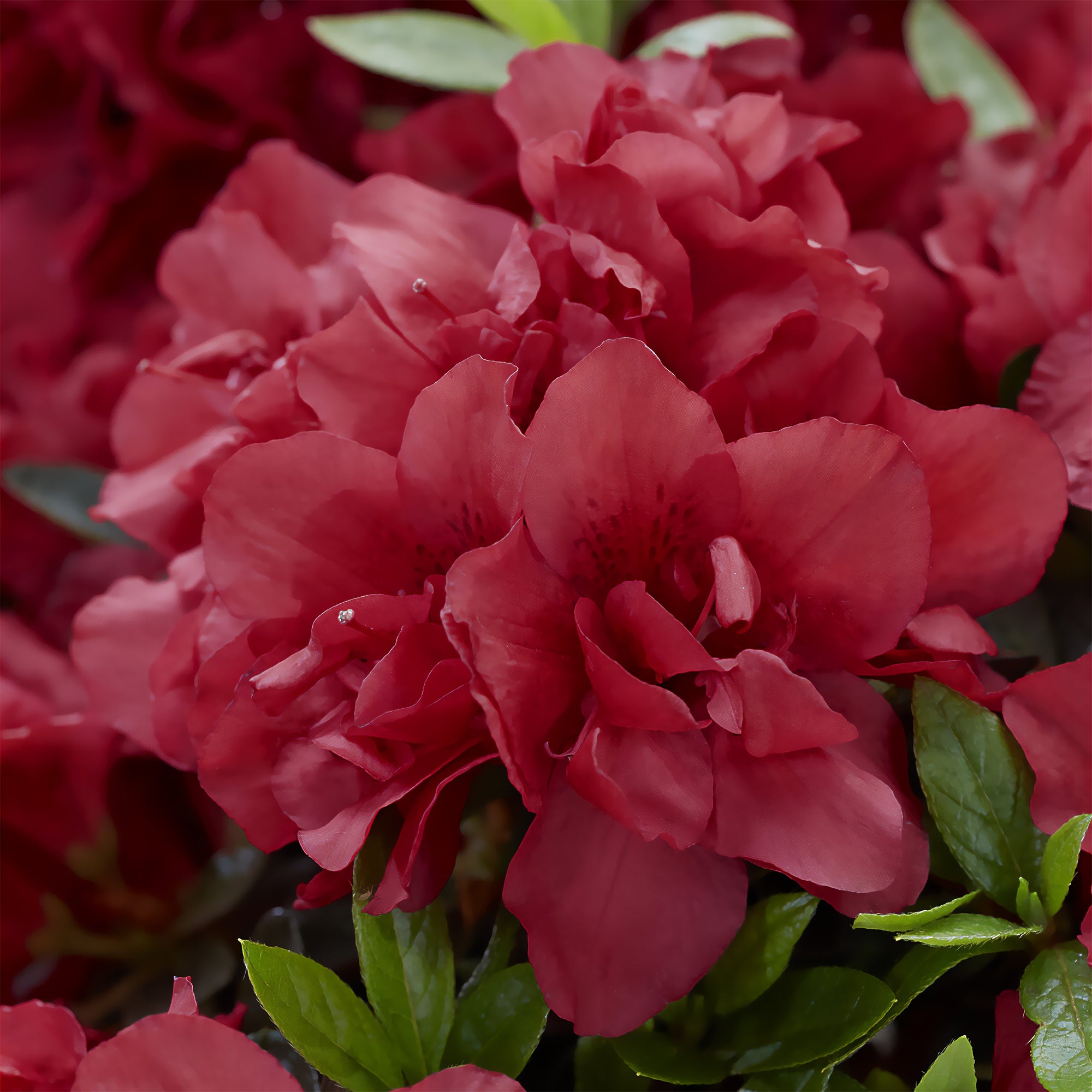 Bakker Azalée Japon Encore Autumn Fire arbuste pot rouge