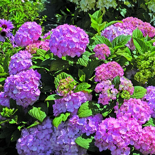 Bakker Hortensia So Long Rosy arbuste pot 3L rose