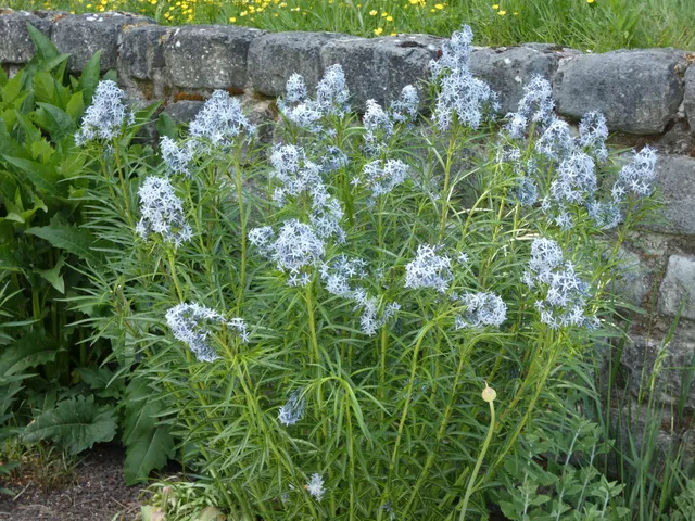 Passion Vivaces Amsonia hubrichtii plante vivace godet 1 L bleue