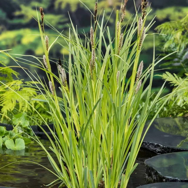 Bakker Laîche des rives carex pot 9cm berges humides