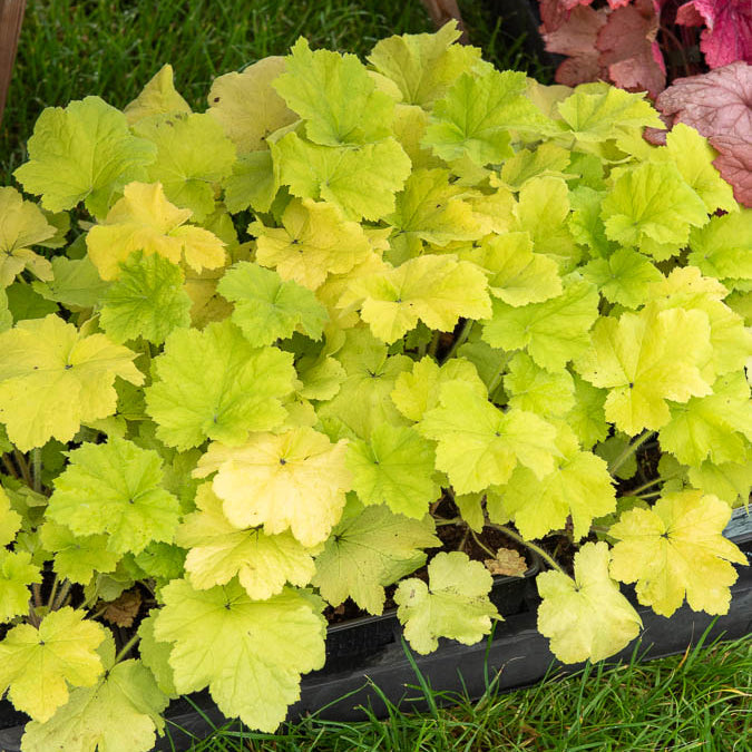 Bakker Heuchère Citronelle vivace jaune pot 8cm