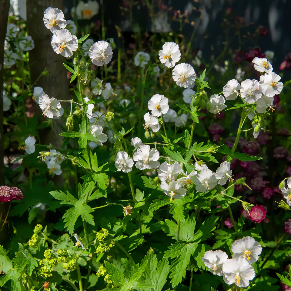 Bakker Géranium vivace fleurs blanches pot Ø9cm ombre