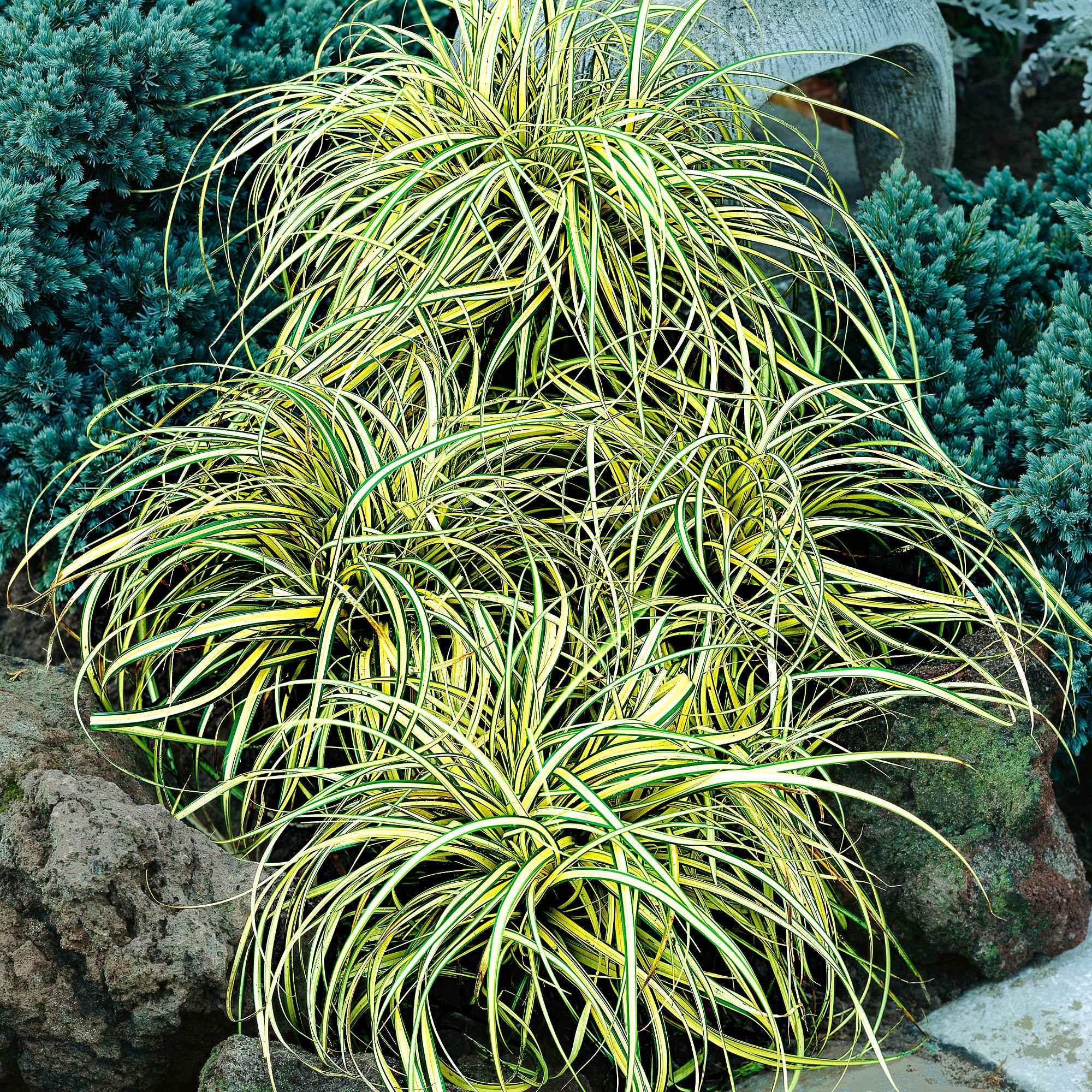 Bakker Carex Evergold laîche 2 pots Ø 9cm persistante