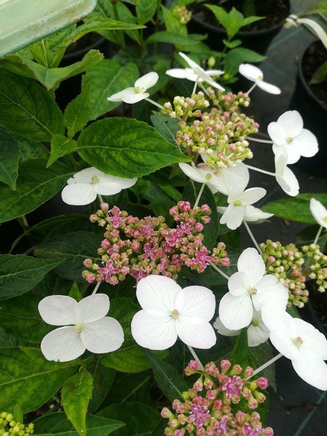 Hortensias du Haut Bois Johan hortensia serrata godet