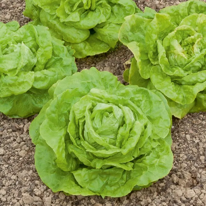 Bakker Laitue Gotte Jaune d'Or Graines Sachet 3g Tendre Précoce