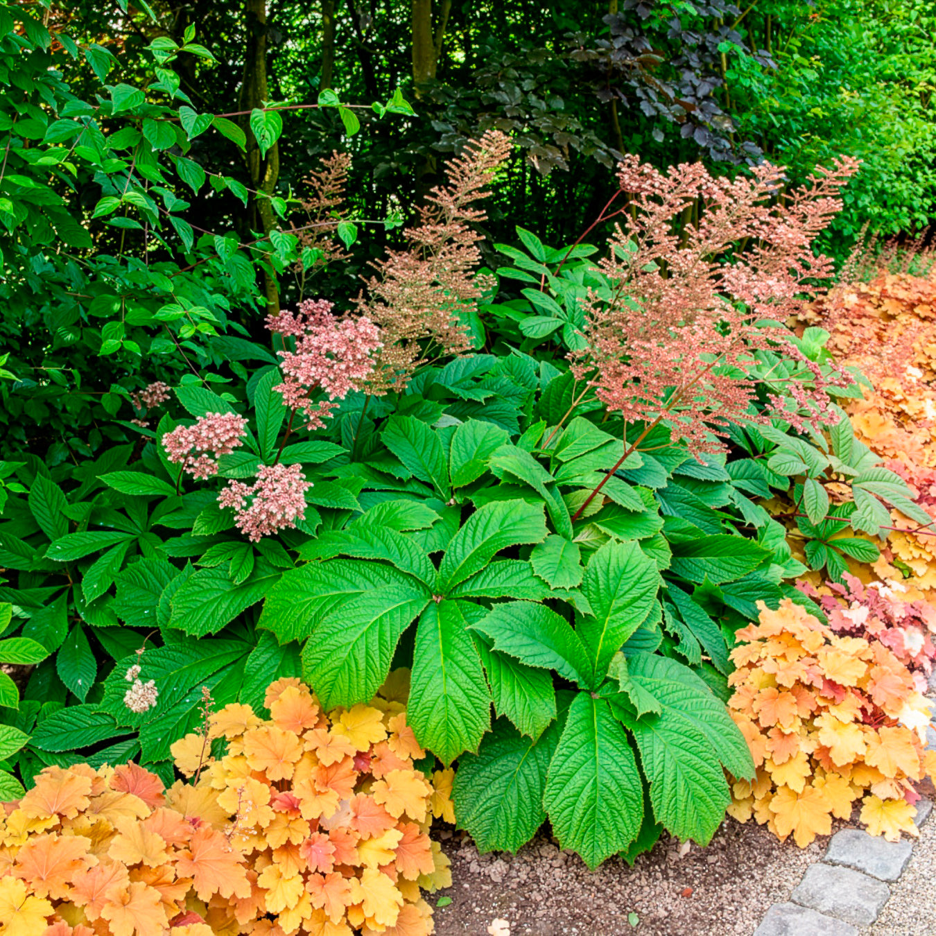 Bakker Rodgersia henrici plante vivace pot 9cm fleur rose