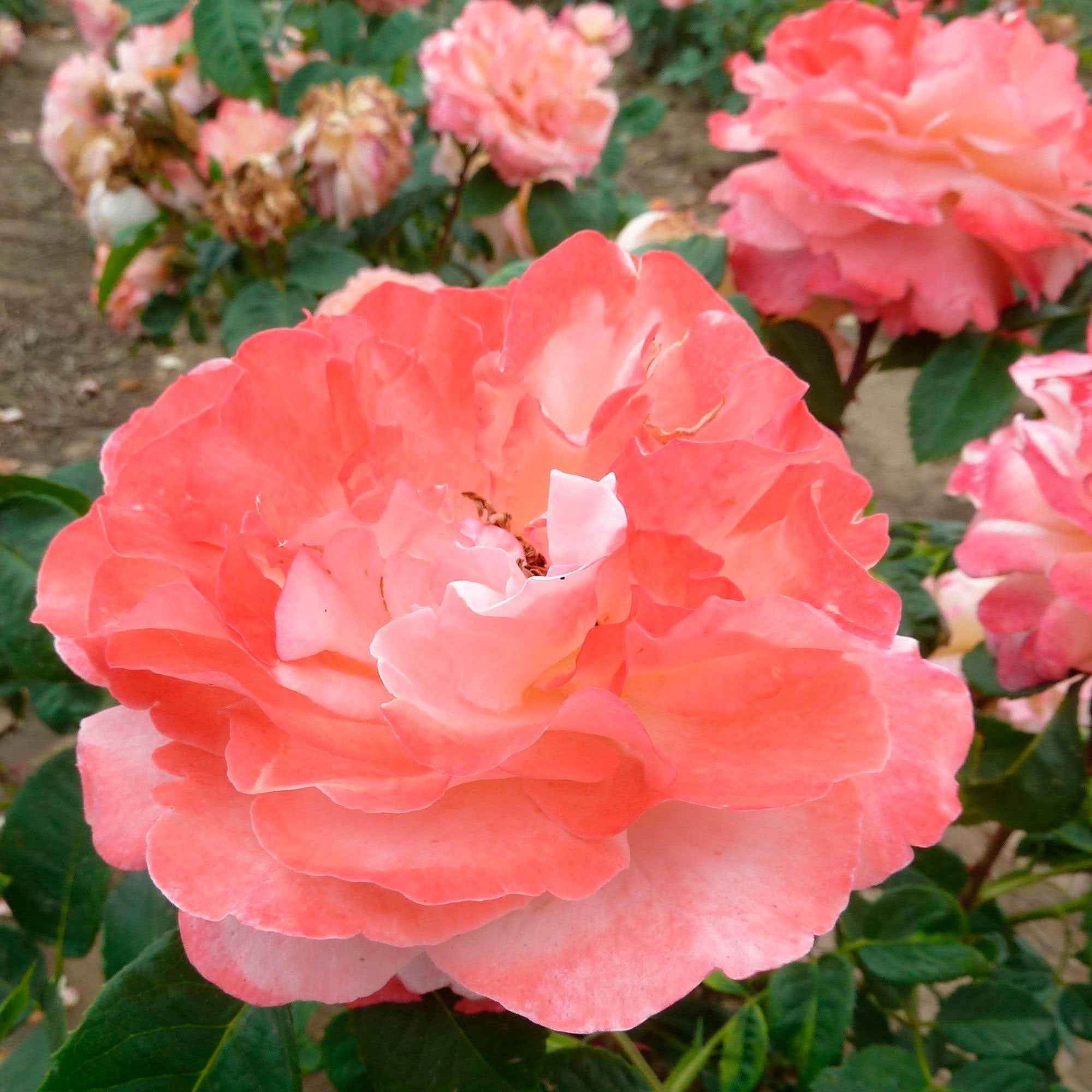 Bakker Rosiers Augusta Louise rosier racine nue saumon